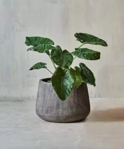 Nkuku Large Wampu Wide Planter - Distressed Brown / Black Planters & Vases